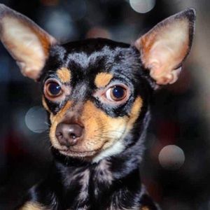 Meet your Posher, Camille